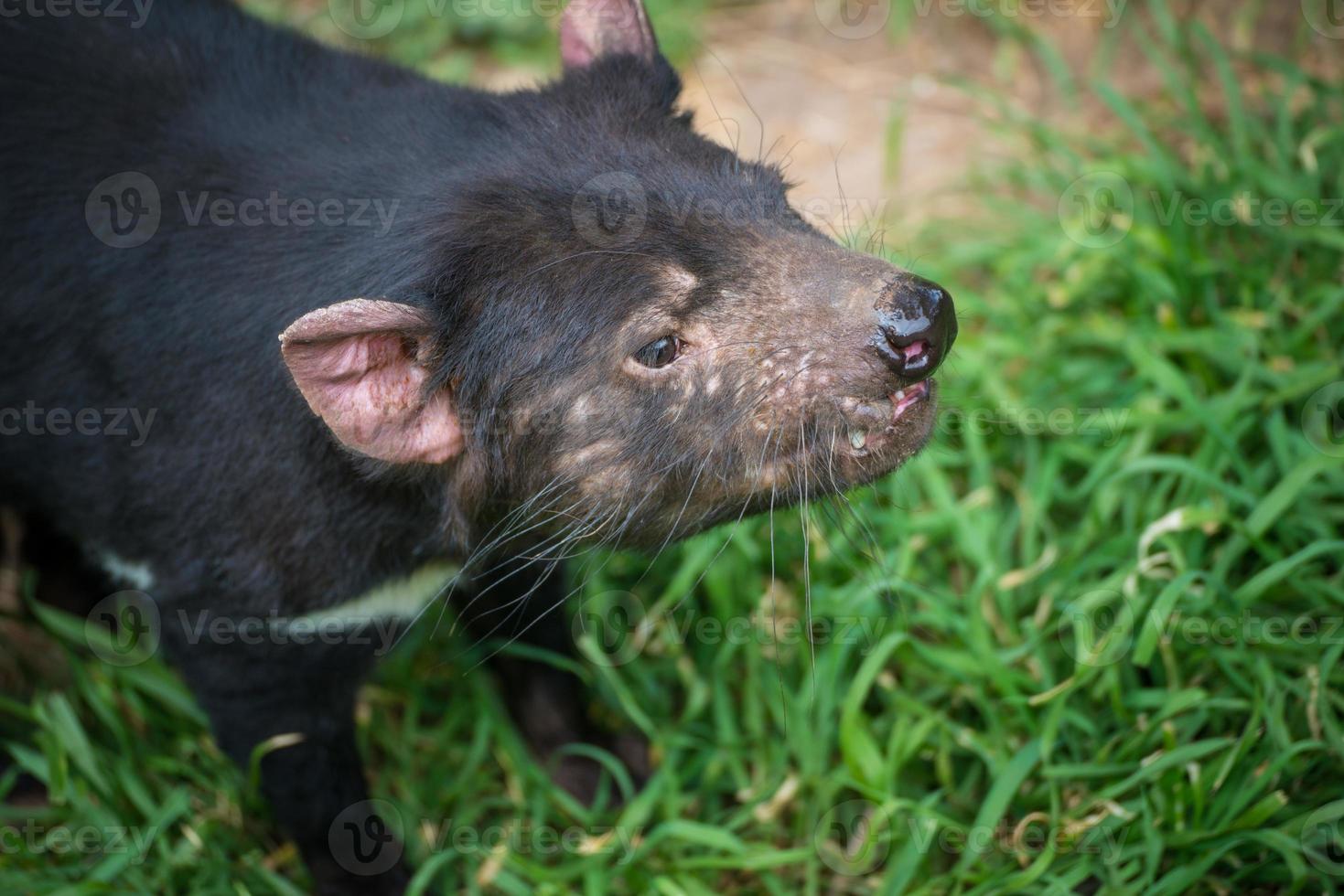 Closeup shot of Tasmanian Devil. Tasmanian devils are the world's largest carnivorous marsupials and among Australia's most beloved creatures. photo