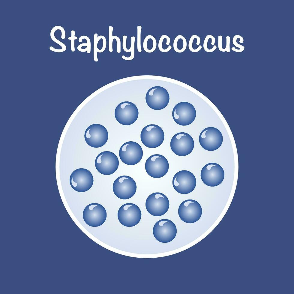 Vector Illustration Graphic of Staphylococcus