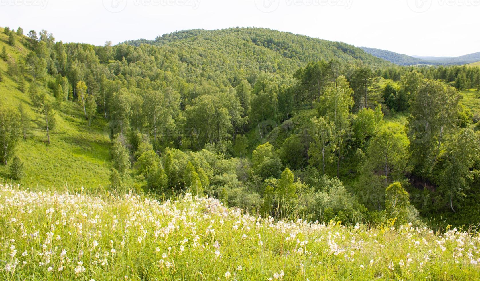 Mountains covered with green grass and trees against the backdrop of white flowers. photo