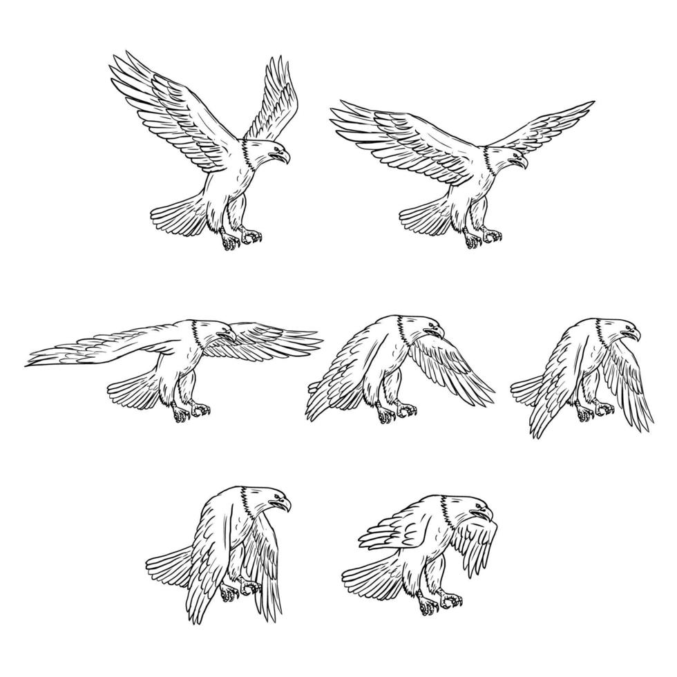 Bald Eagle Flying Drawing Collection Set vector