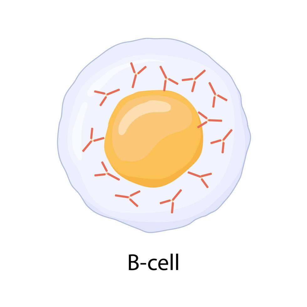 B-lymphocyte isolated on white background. Immune cell. Antibody-producing cell vector