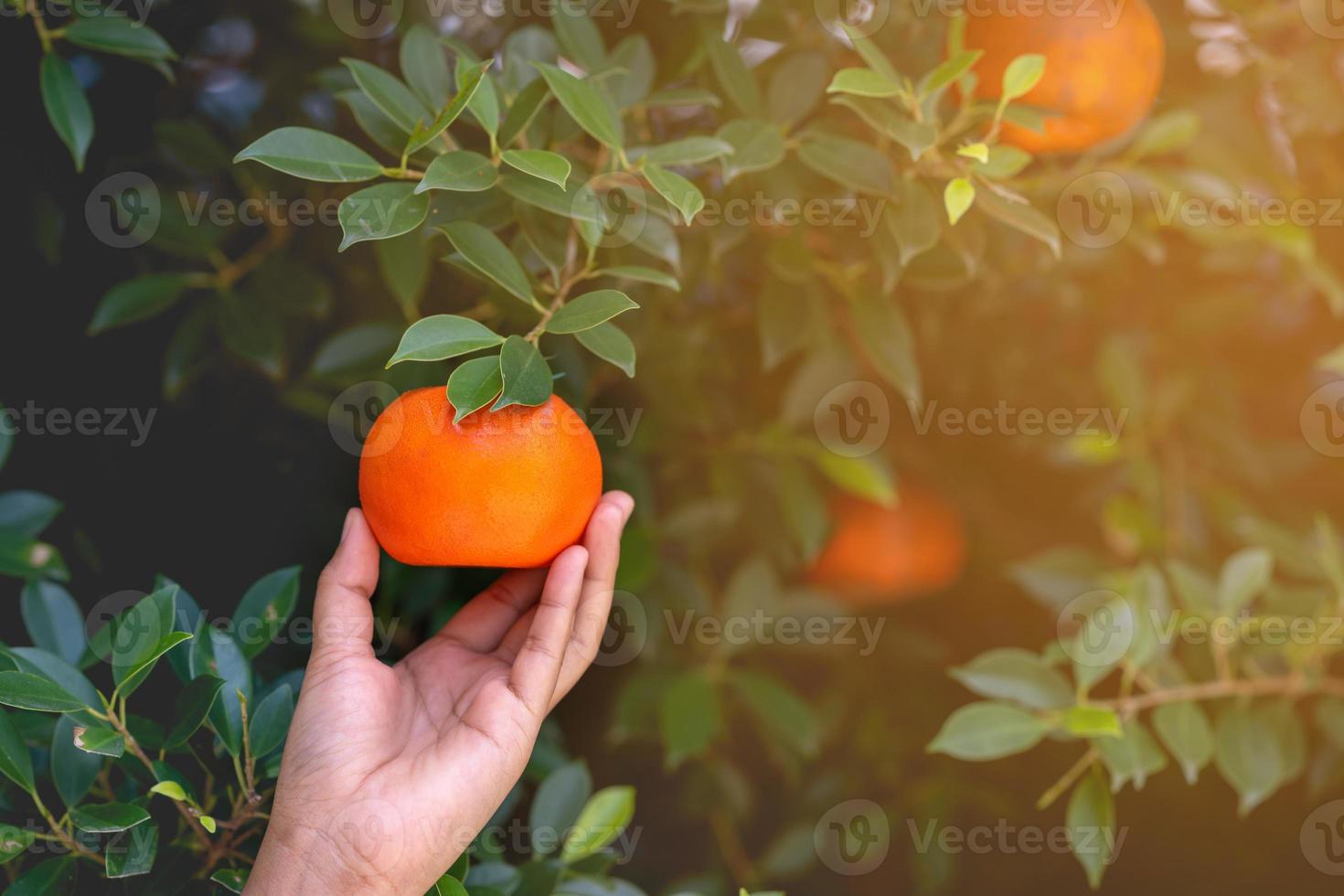 cerca de manos y naranjas en una hermosa granja de naranjas soleadas. foto