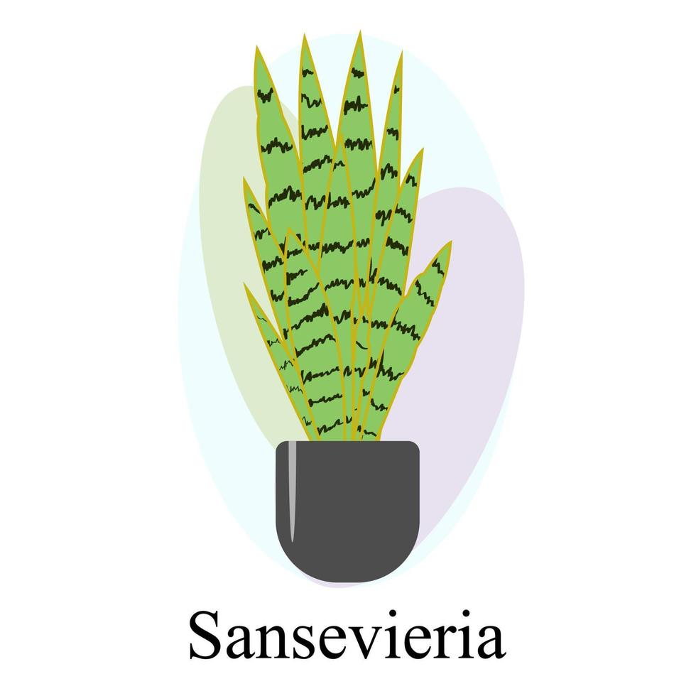 Indoor ornamental deciduous plant sansevieria vector