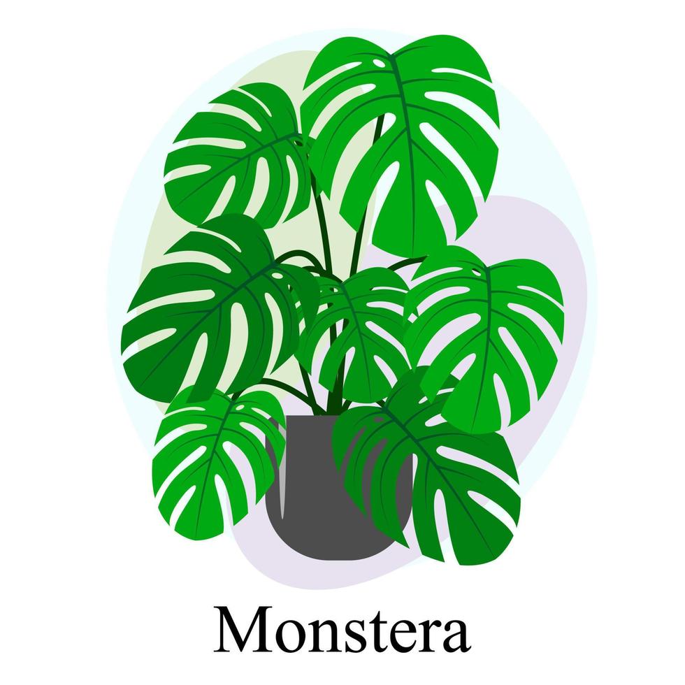 planta ornamental de hoja caduca de interior monstera vector