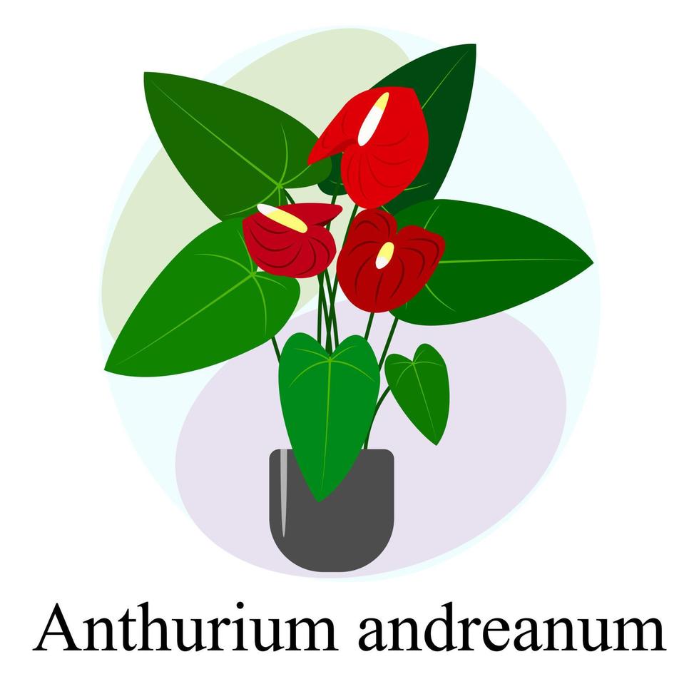 Flowering houseplant Anthurium andreanum. Red Anthurium andreanum flowers vector