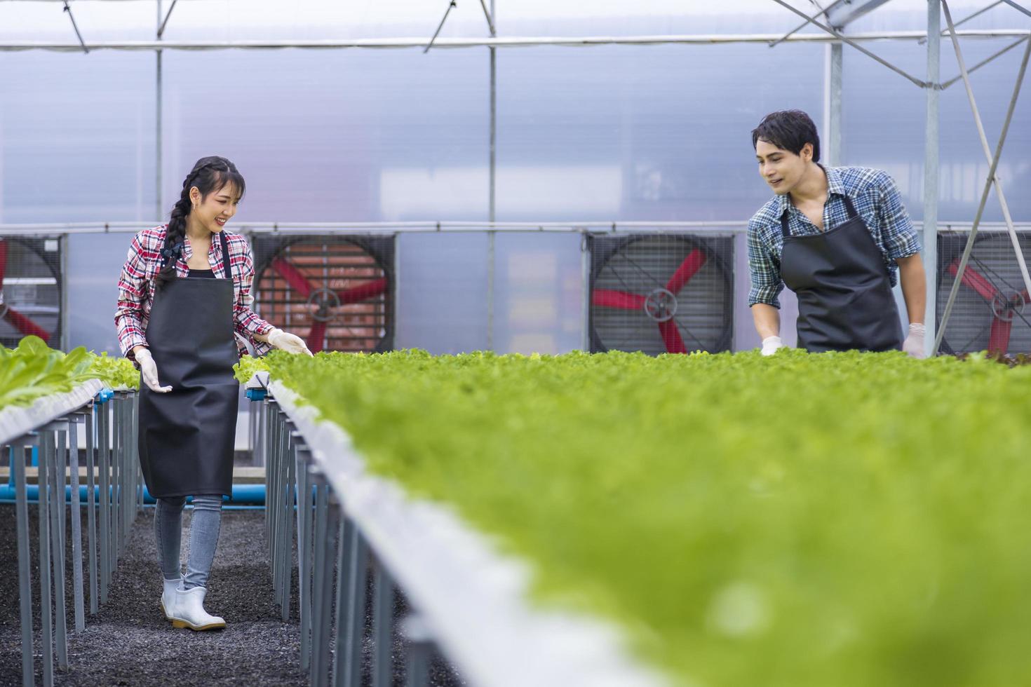 agricultores locales asiáticos que cultivan su propia ensalada de lechuga de roble verde en el invernadero utilizando un enfoque orgánico del sistema de agua hidropónico para empresas familiares foto