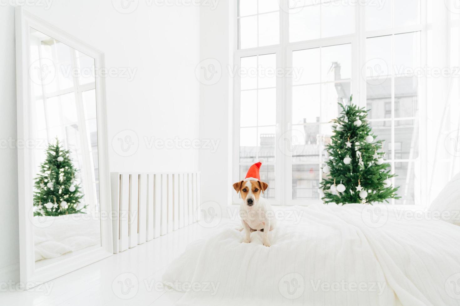 Shot of pedigree dog poses on comfortable bed in spacious bedroom with big windows, white mirror on floor, green decorated fir tree. Christmas time and animals. photo