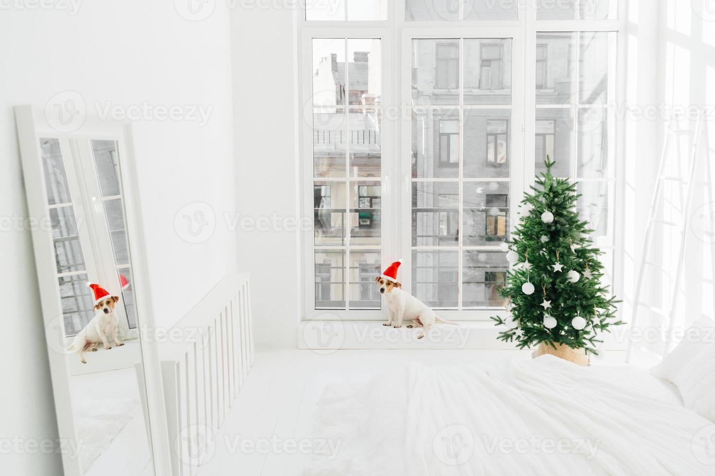 Christmas mood, modern apartment and animals. Cozy bedroom with decorated New Year tree in white tones, puppy near window. Horizontal shot photo