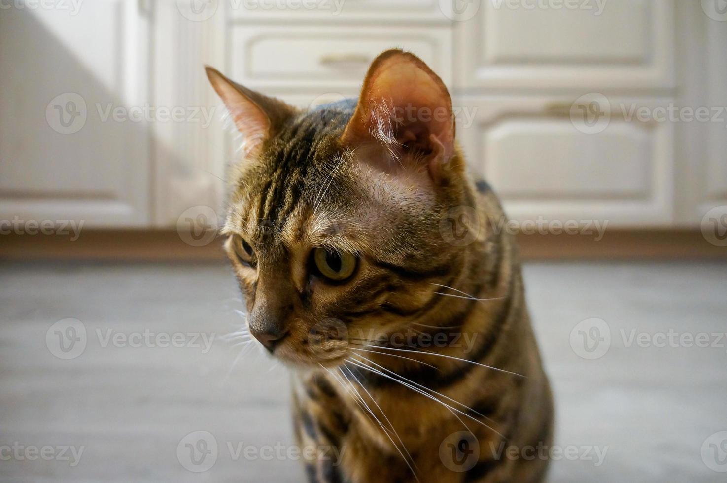 gato de bengala rayado adulto sentado en la cocina. foto