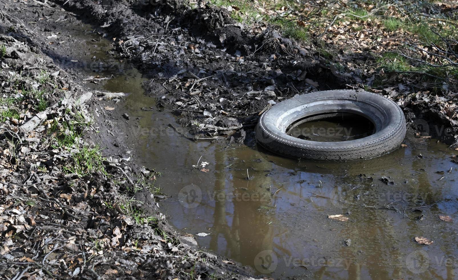 Discarded tire in a puddle in a forest photo