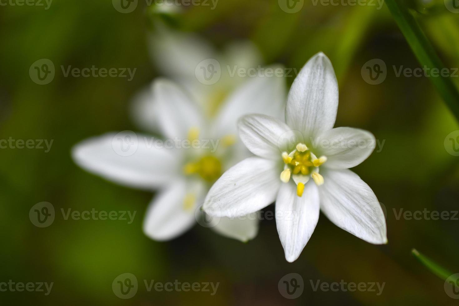 Ornithogalum is a genus of perennial bulbous herbaceous plants of the hyacinth subfamily hyacinthaceae of the asparagus family asparagaceae photo