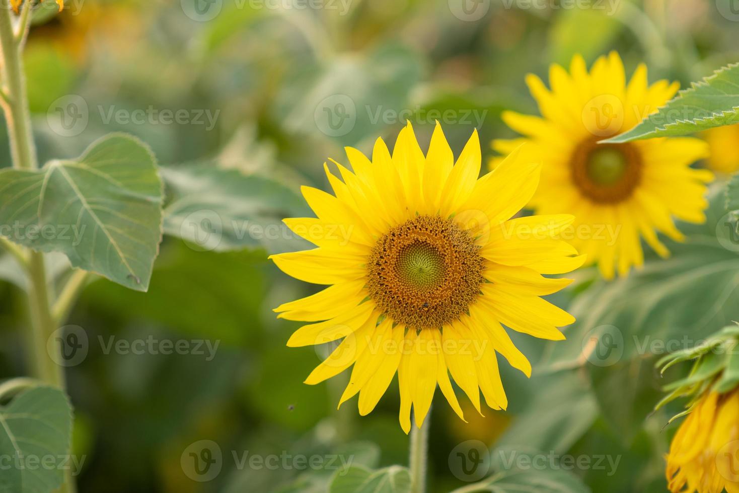 hermoso girasol amarillo en la noche puesta de sol naranja luz foto