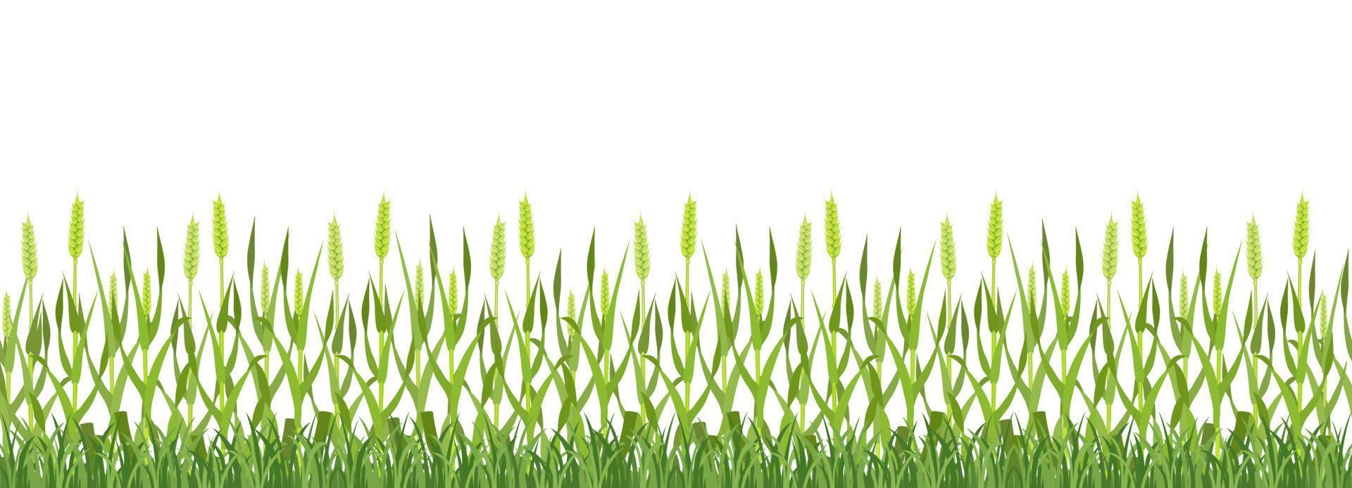 Background of green wheat field. Seamless border of ears of corn with grass. vector
