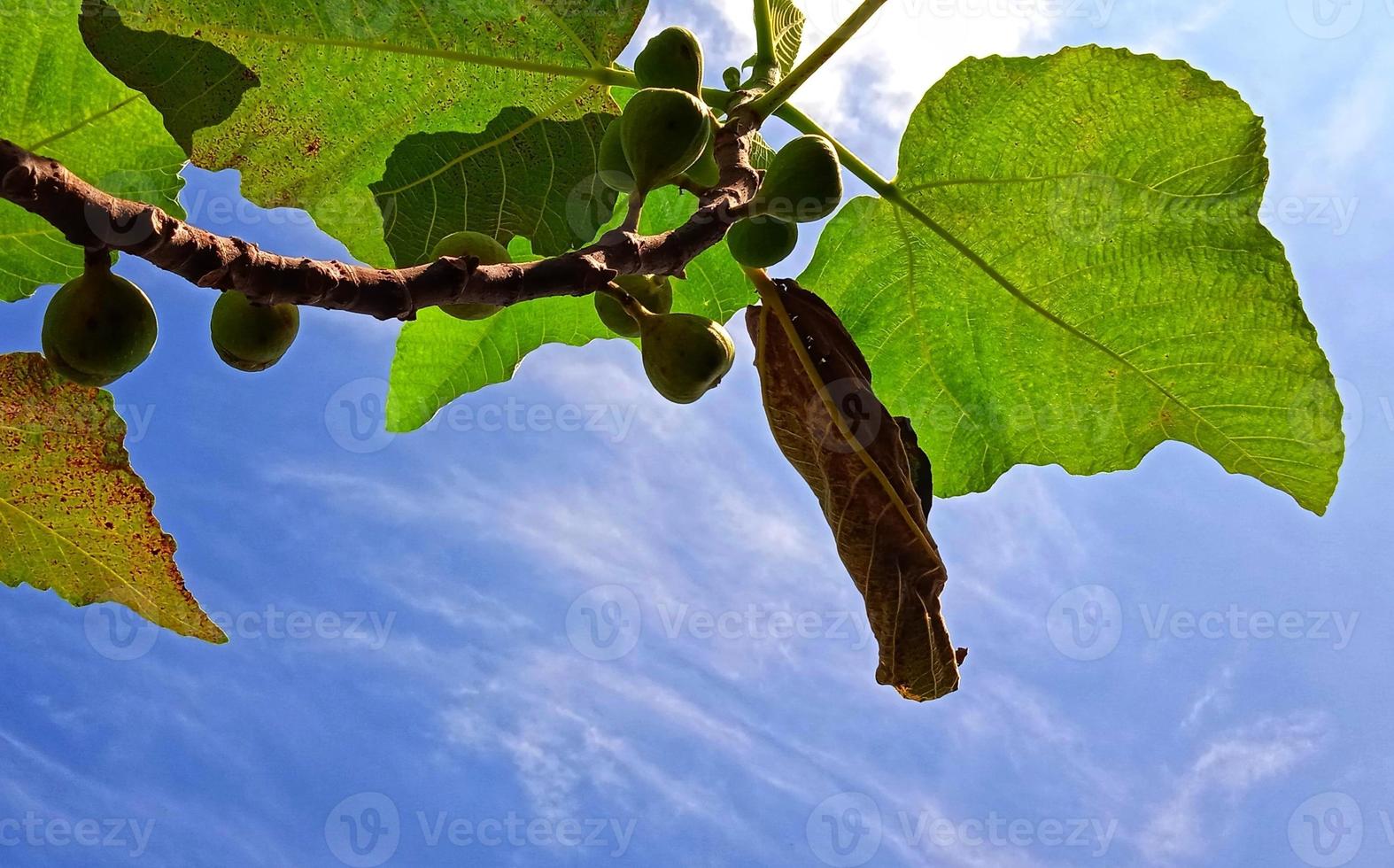 Beautiful bottom angle of figs tree Ficus carica on the blue sky background with the silhouette of leaves, branch, and fruit. Suitable for the agriculture advertising, industry promotion, etc. photo