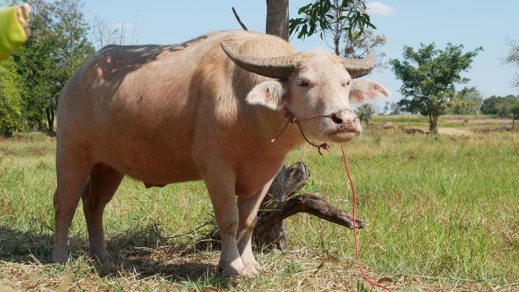 The albino buffalo, a rural animal with a unique genetic skin, has a pinkish skin color. photo