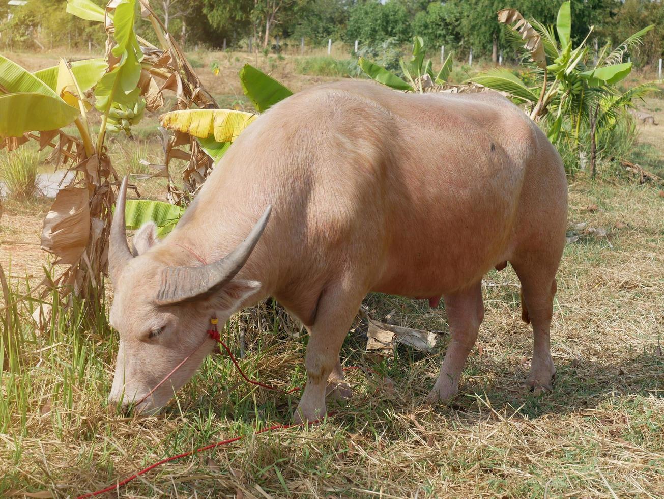 The albino buffalo, a rural animal with a unique genetic skin, has a pinkish skin color. photo