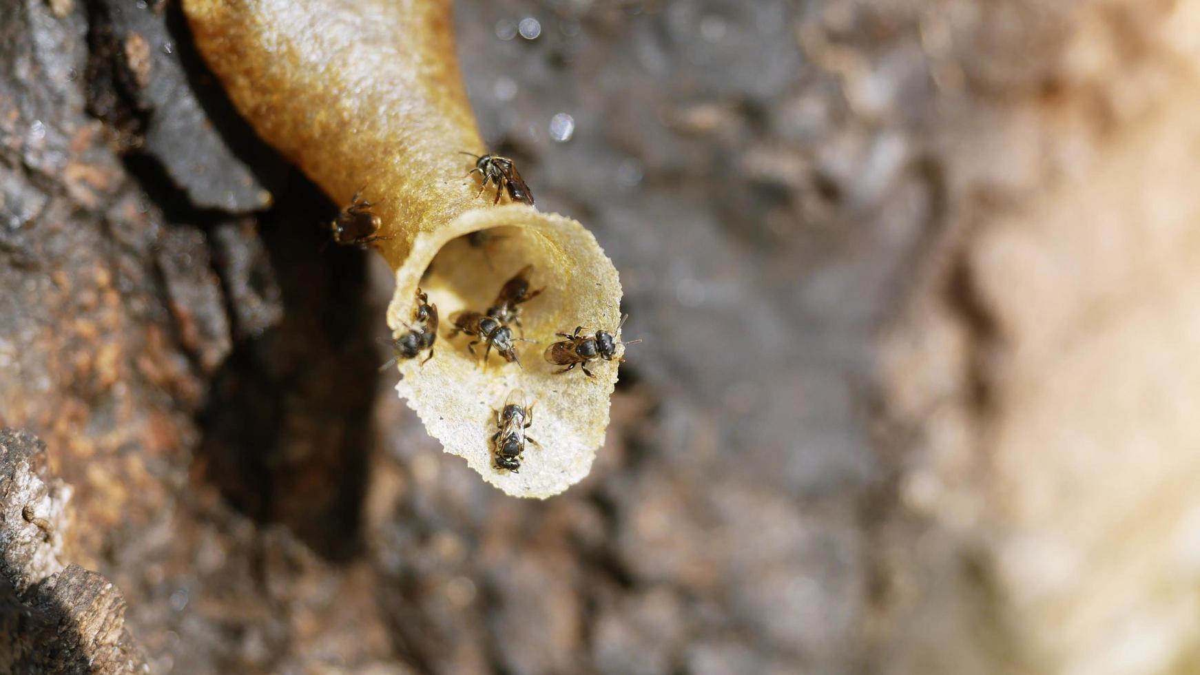 varias abejas pequeñas anidan en los árboles. foto