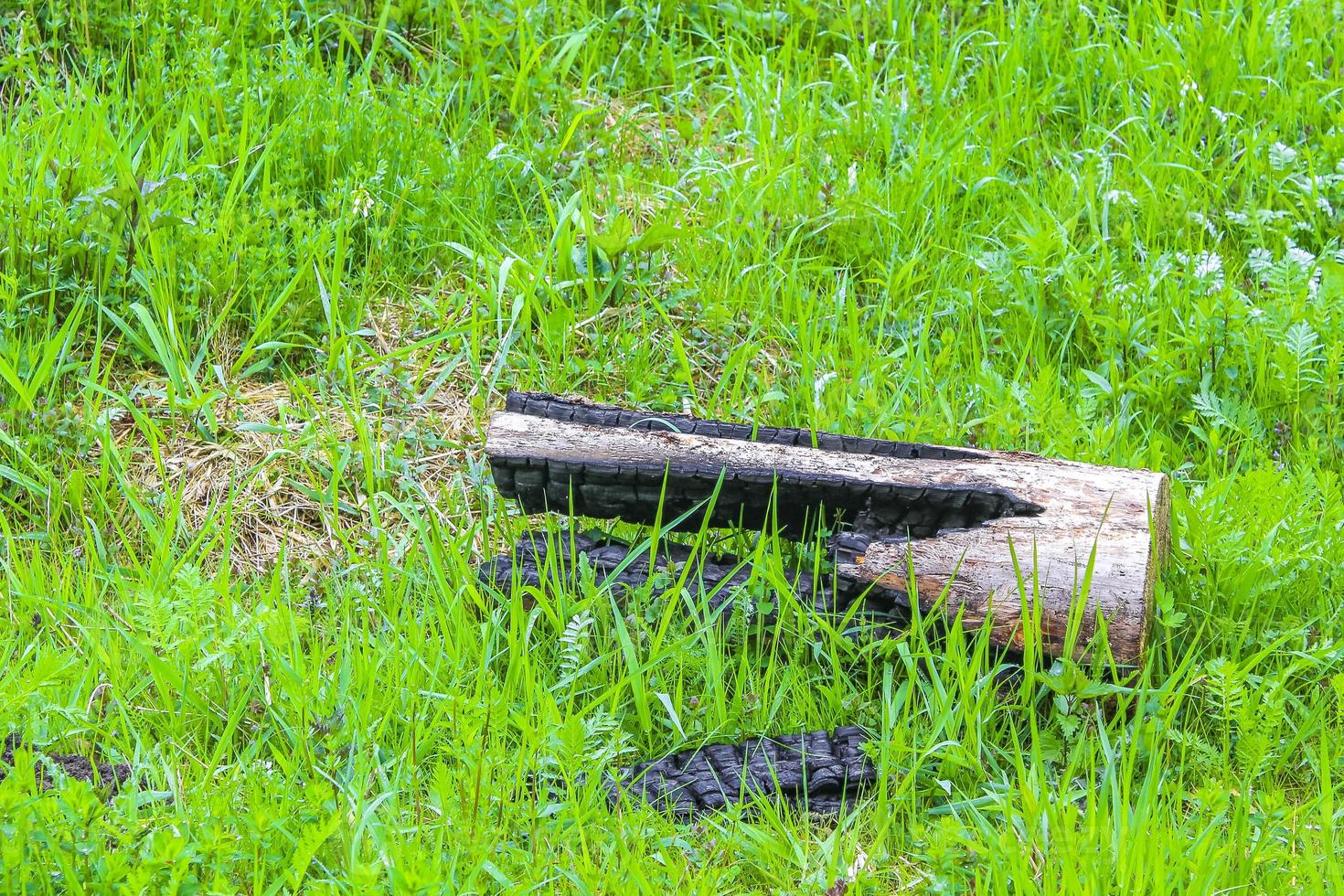 Sawed off and stacked logs tree trunks forest clearing Germany. photo