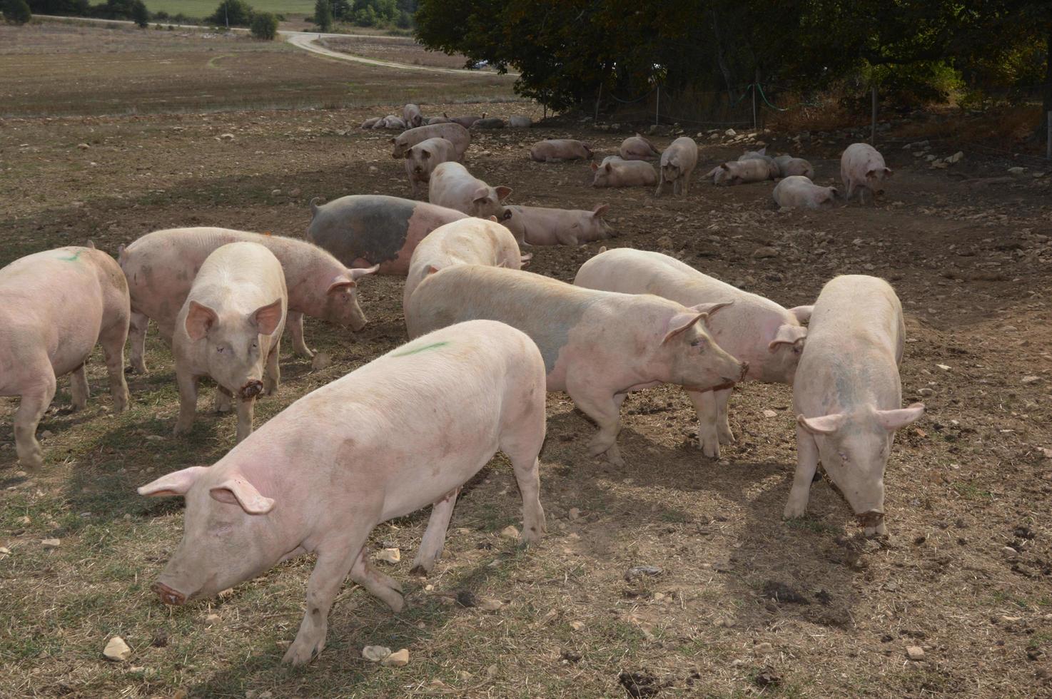 Pigs in their surroundings photo