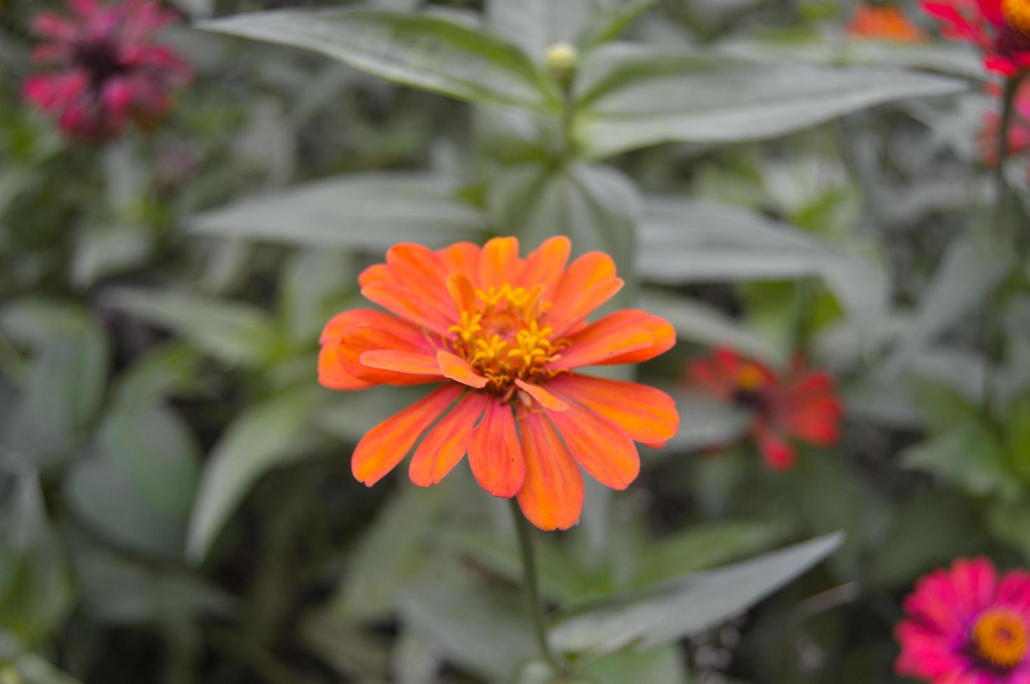 flowers that bloom with beautiful colors in the garden photo