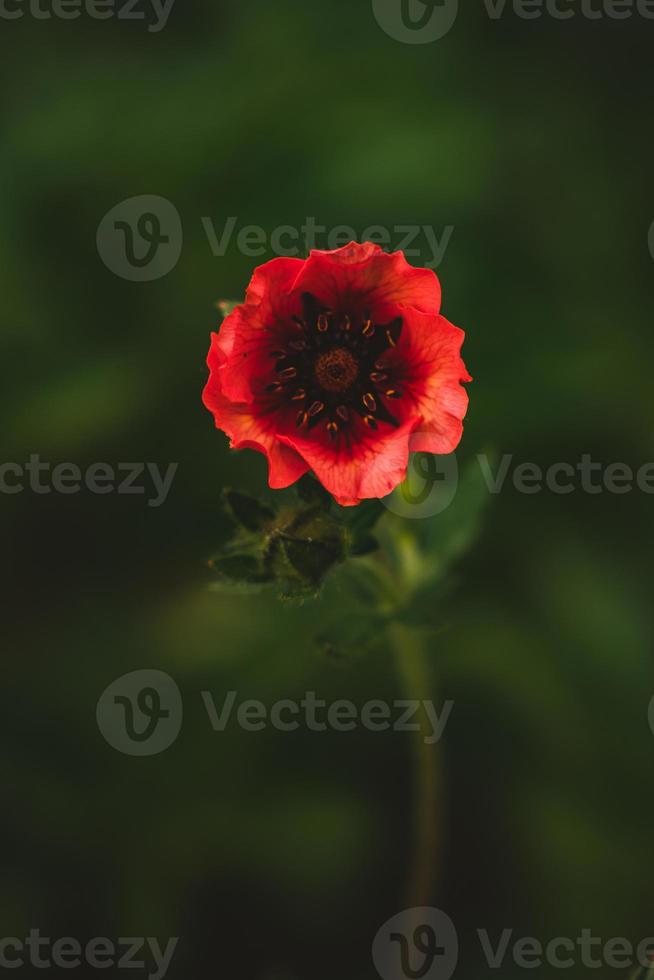 Red flower in spring morning. photo