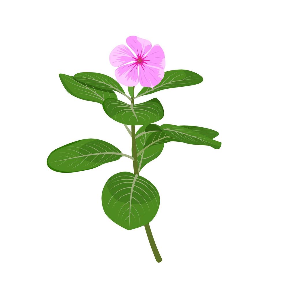 Vector illustration of madagascar periwinkles or catharanthus roseus, pink flower in bloom, isolated on white background.