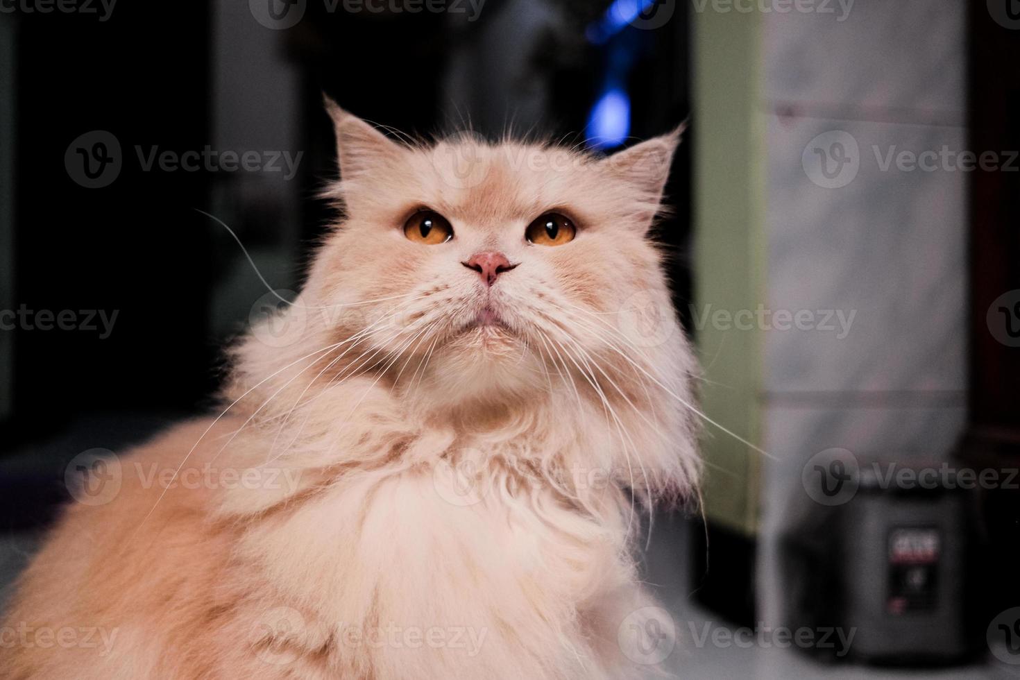 Lovely small red persian kitten. photo