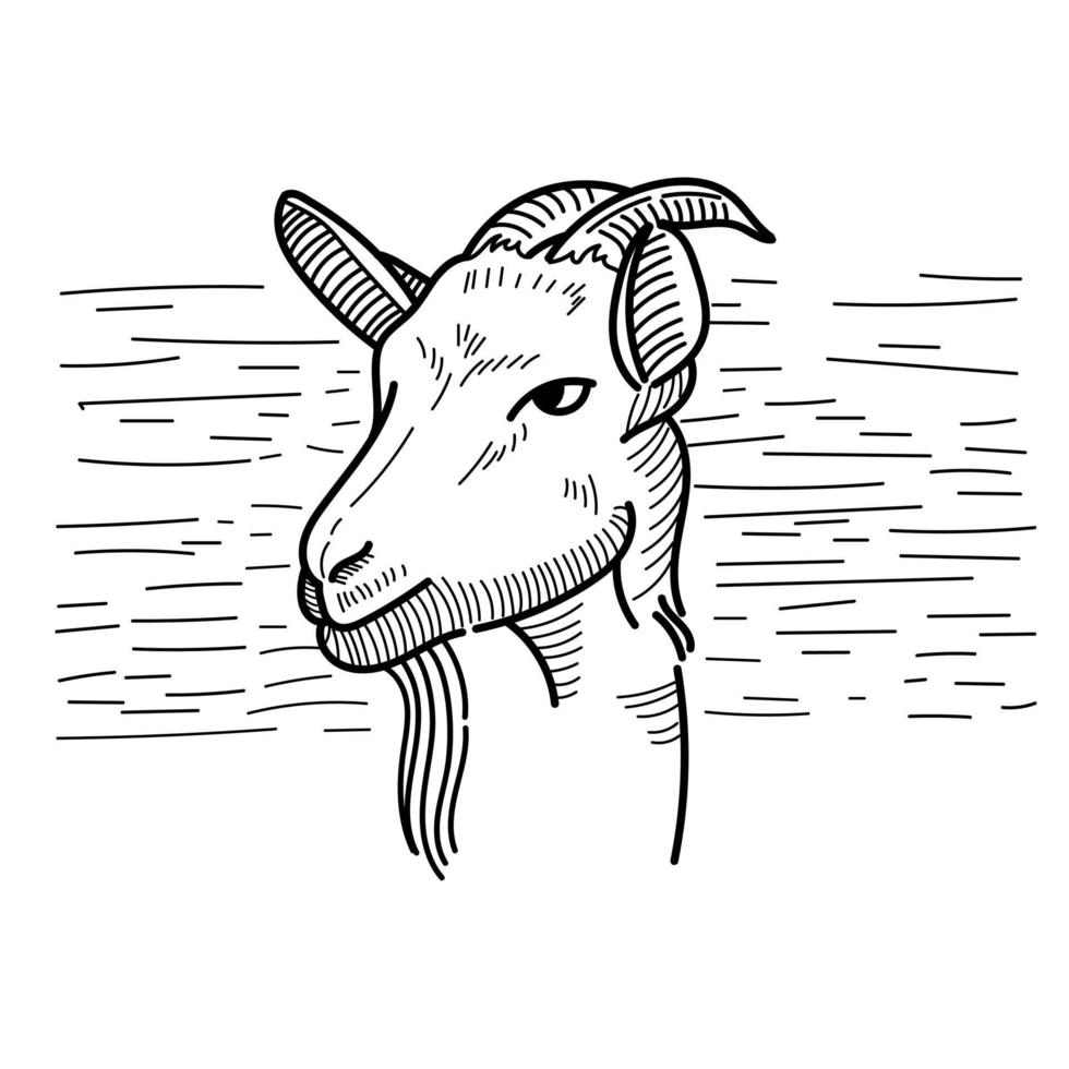 goat vector eid adha goat line art