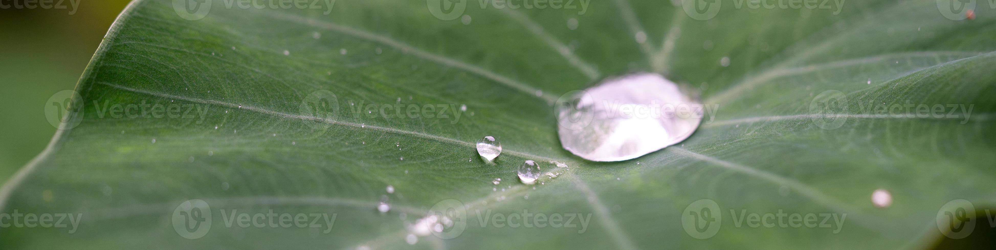 nice detail of water drops on leaf - macro detail photo