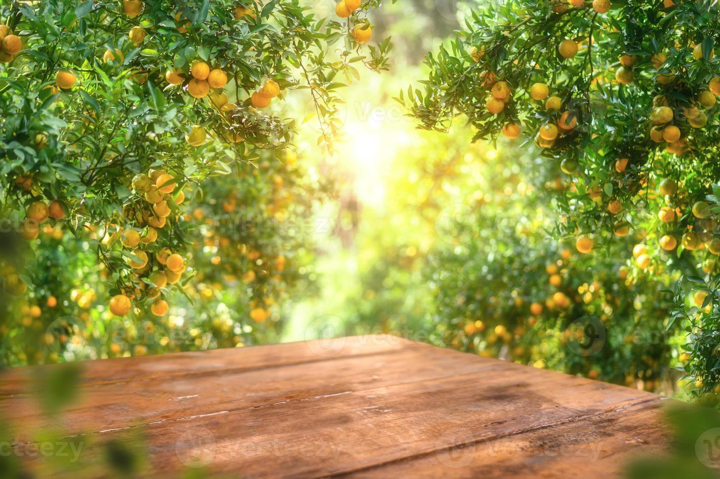 Empty wood table with free space over orange trees, orange field background. For product display montage photo