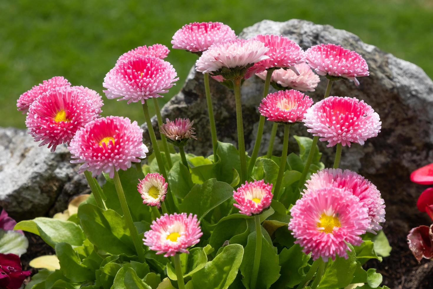 Seaside Daisy, Erigeron glaucus Ker Gawi, flowering in Thurlestone Devon photo