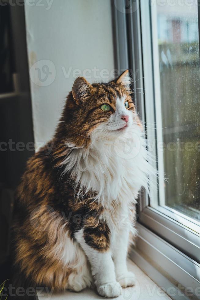 Cat resting on the window. photo