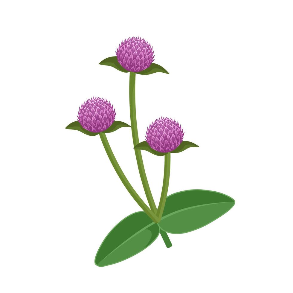 Vector illustration of Gomphrena globosa or globe amaranth, also known as bachelor button flower, isolated on a white background.