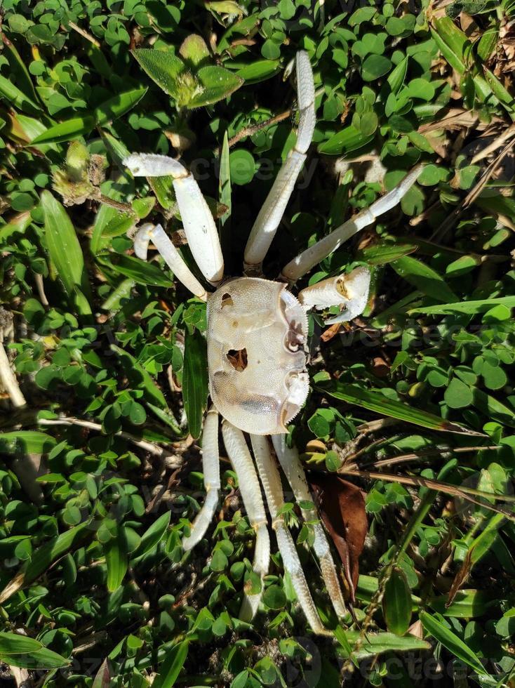 the carcass of a white crab on the green grass photo