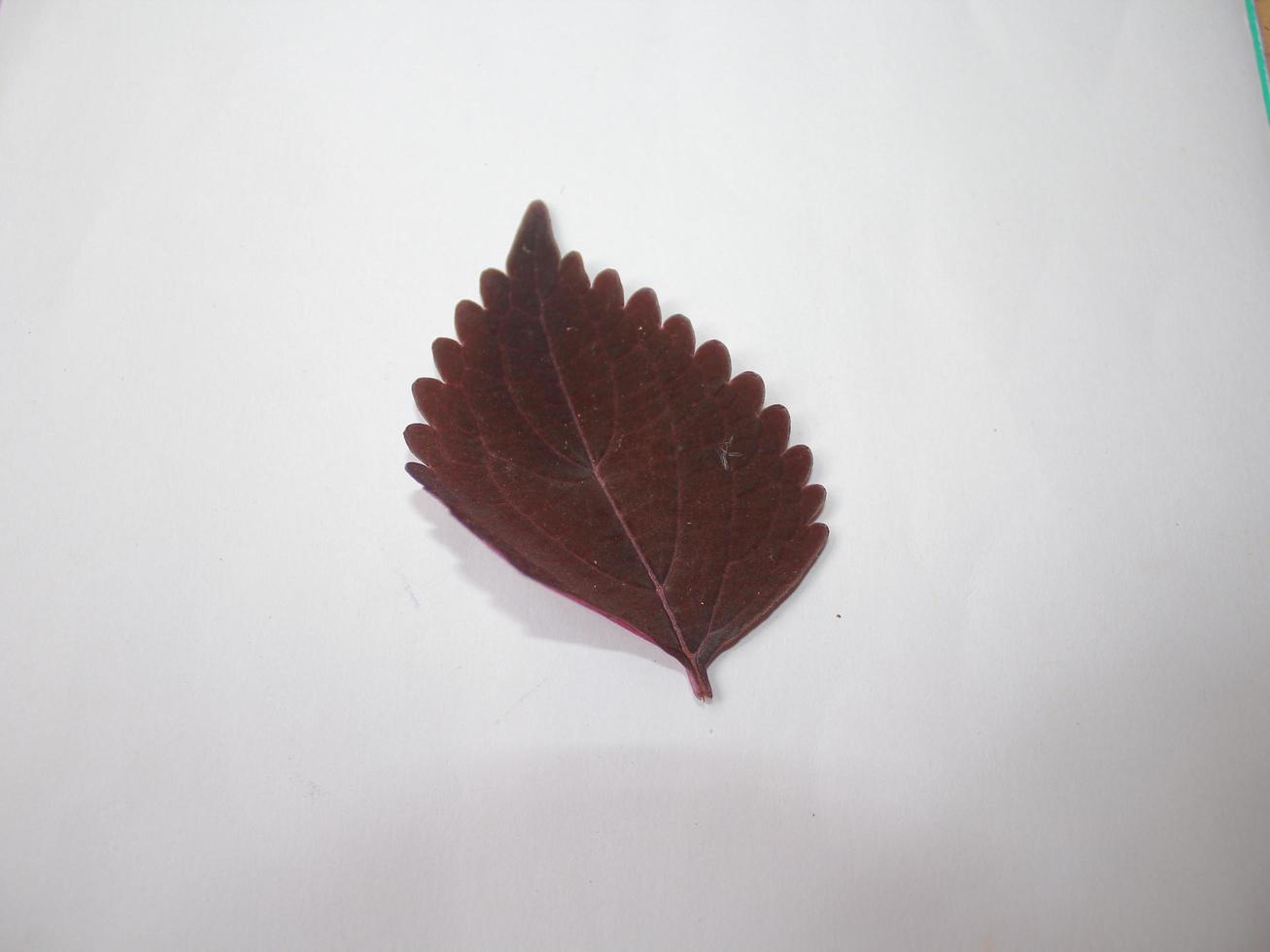 Image of leaves on a put background photo