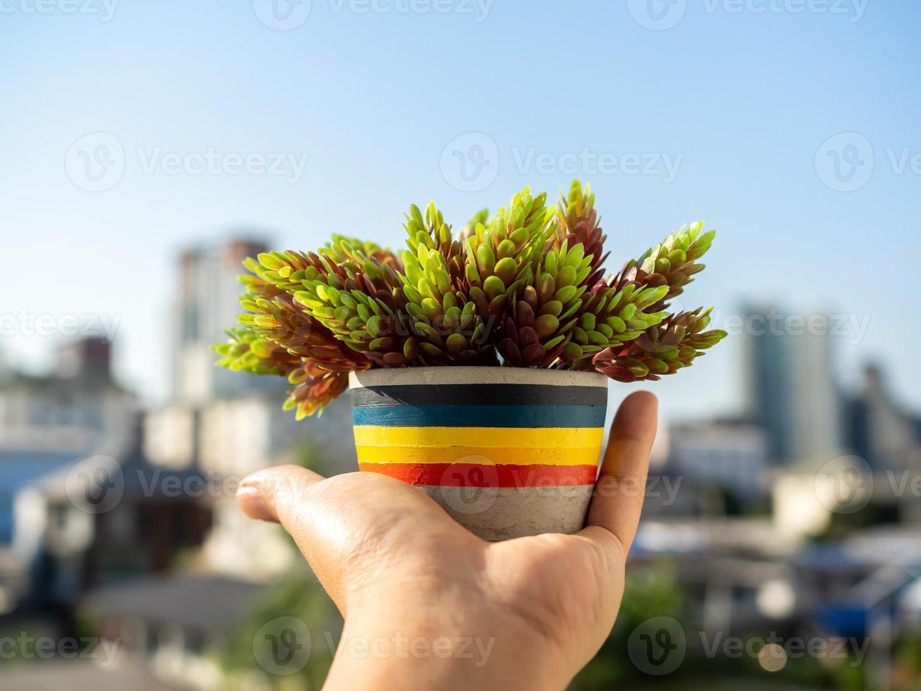 Hand holding colorful concrete pot with green plant photo