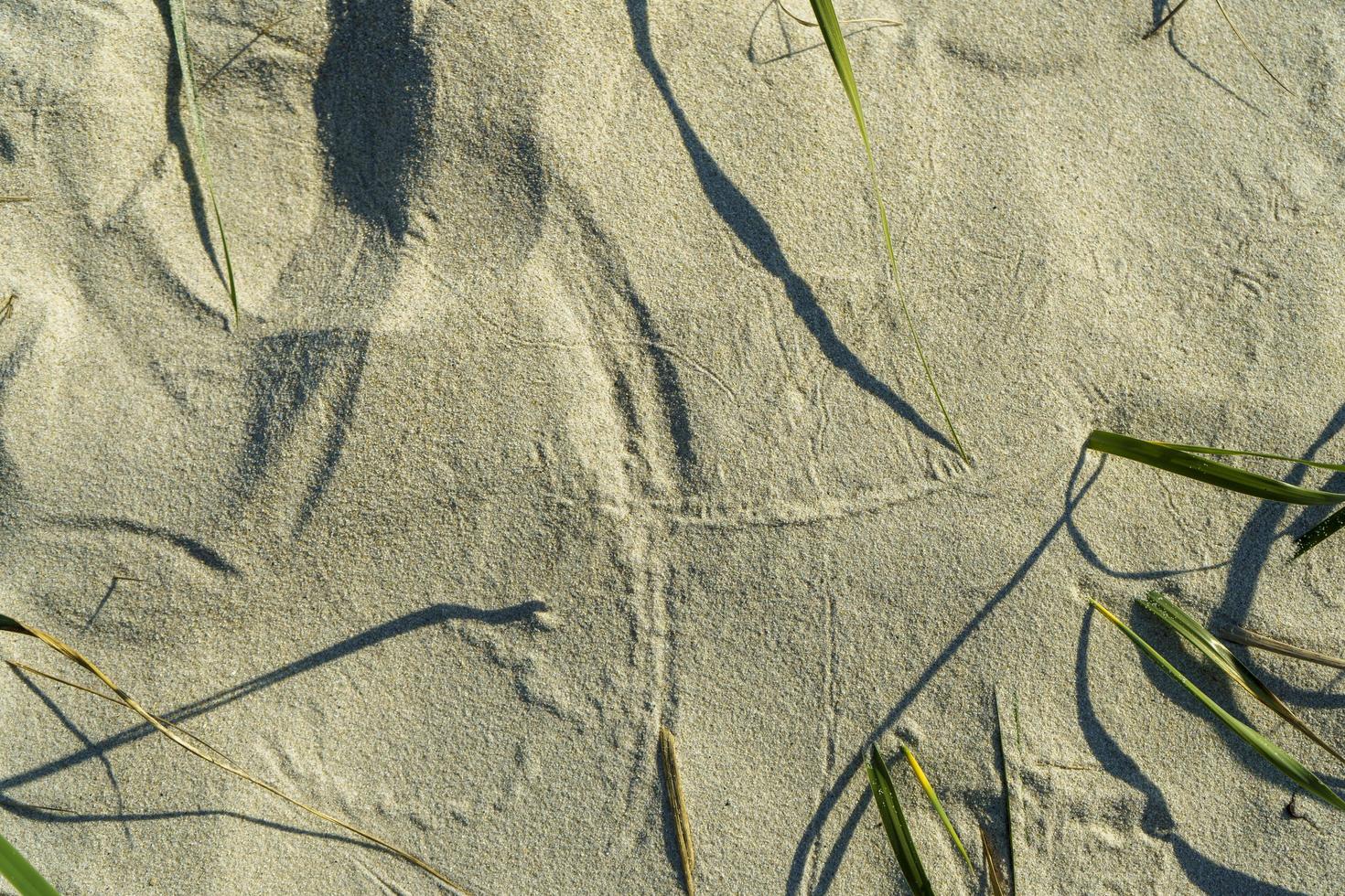 Sand texture. Sandy beach for background. Top view photo