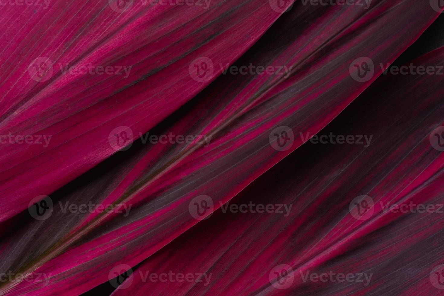 Red leaf Cordyline fruticosa background and space for text photo