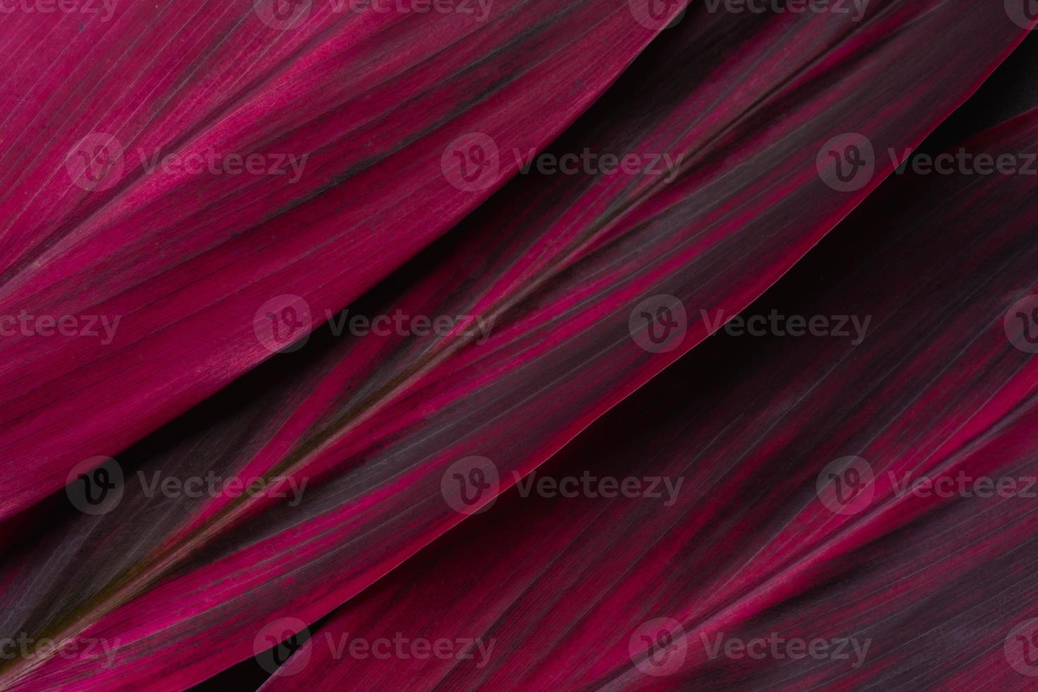 fondo de cordyline fruticosa de hoja roja y espacio para texto foto