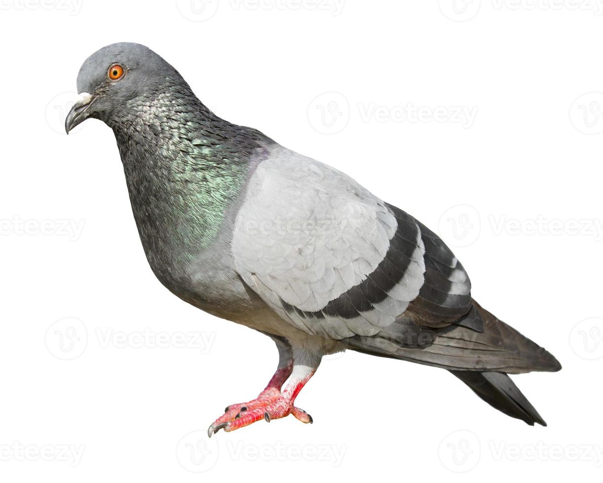 Pigeon isolated on white background photo