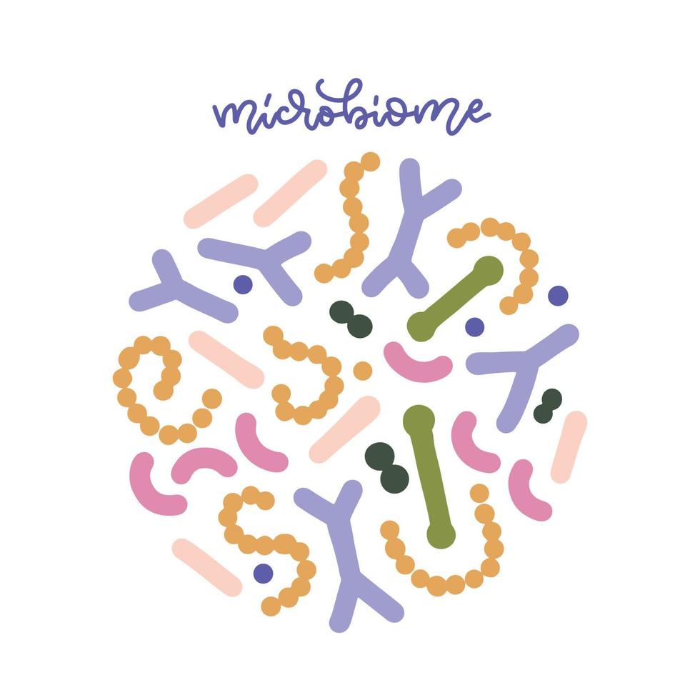 bacterias probióticas en composición circular con palabra de letras. microbiota intestinal con bacilo prebiótico saludable. lactobacillus, acidophilus, bifidobacterias. microorganismos para la biotecnología. vector