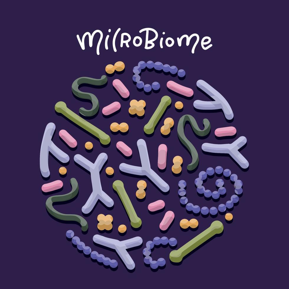 concepto de microbioma de probióticos. bifidobacterium, lactobacillus, streptococcus thermophilus, lactococcus, propionibacterium. microbiota salud gastrointestinal. bacteria del ácido láctico. vector