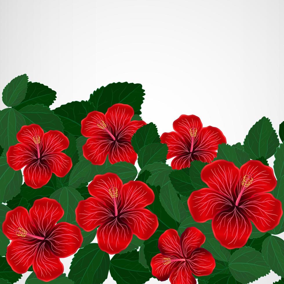 fondo de diseño floral. Flores Hibiscus. vector