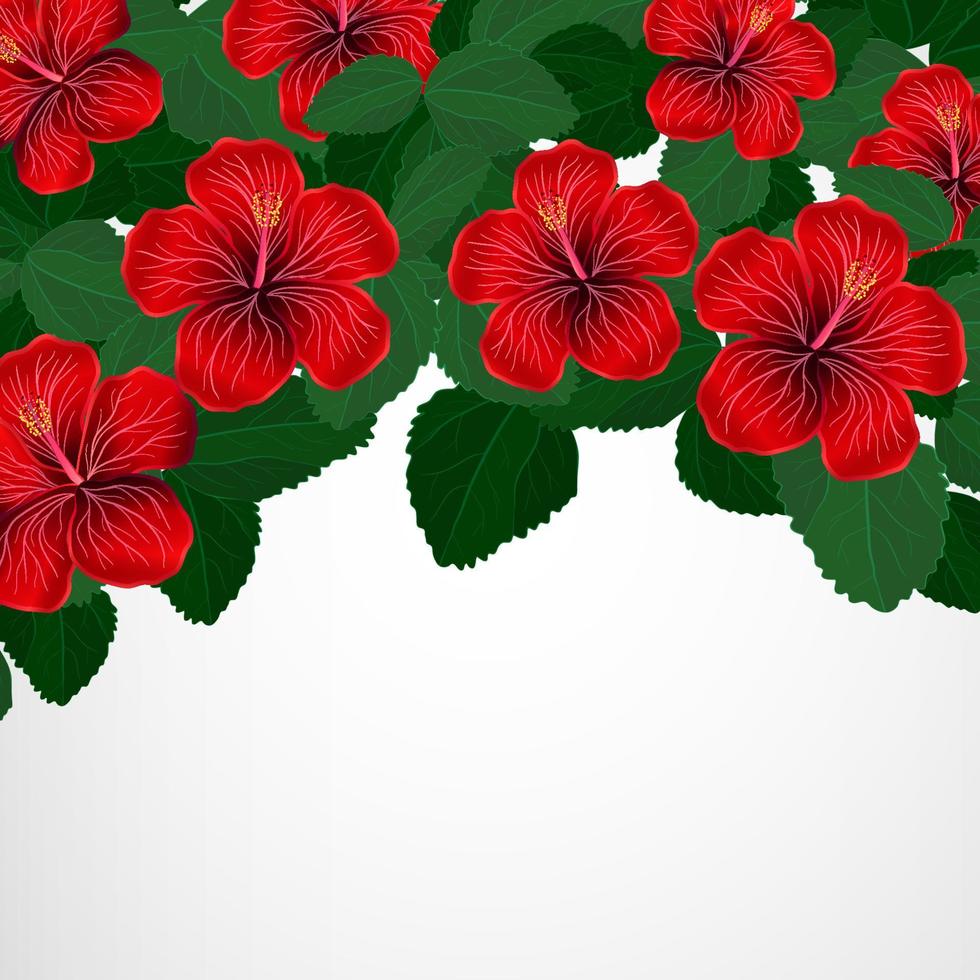 Tropic floral background. Hibiscus. vector