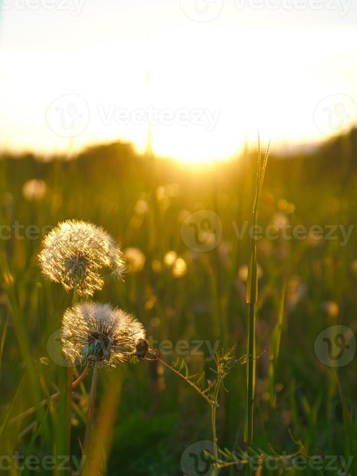 Dandelion in the sunset with beautiful bokeh. At evening hour nature shot photo