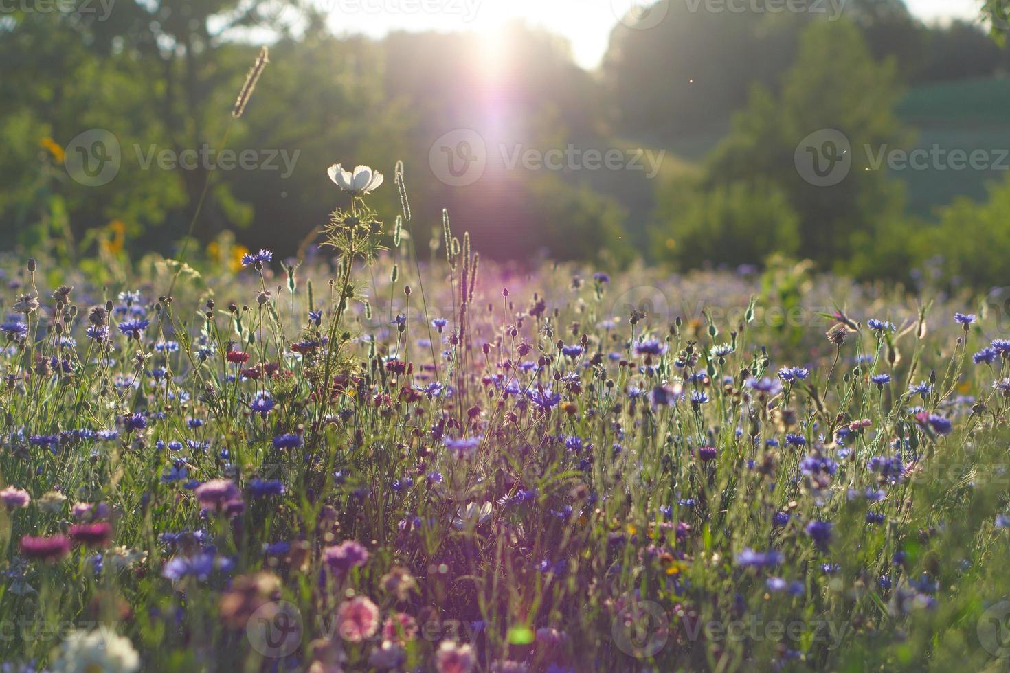 Sun rays falling on a flower meadow, in diffuse light. photo