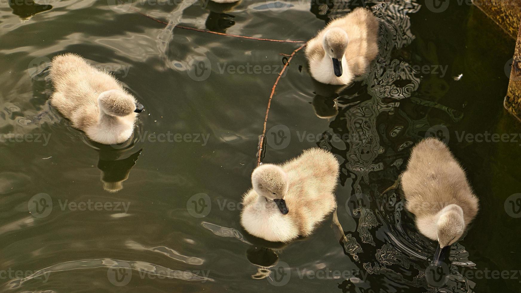 Chicks mute swan swimming in the water. Fluffy feathers of the small waterfowl photo