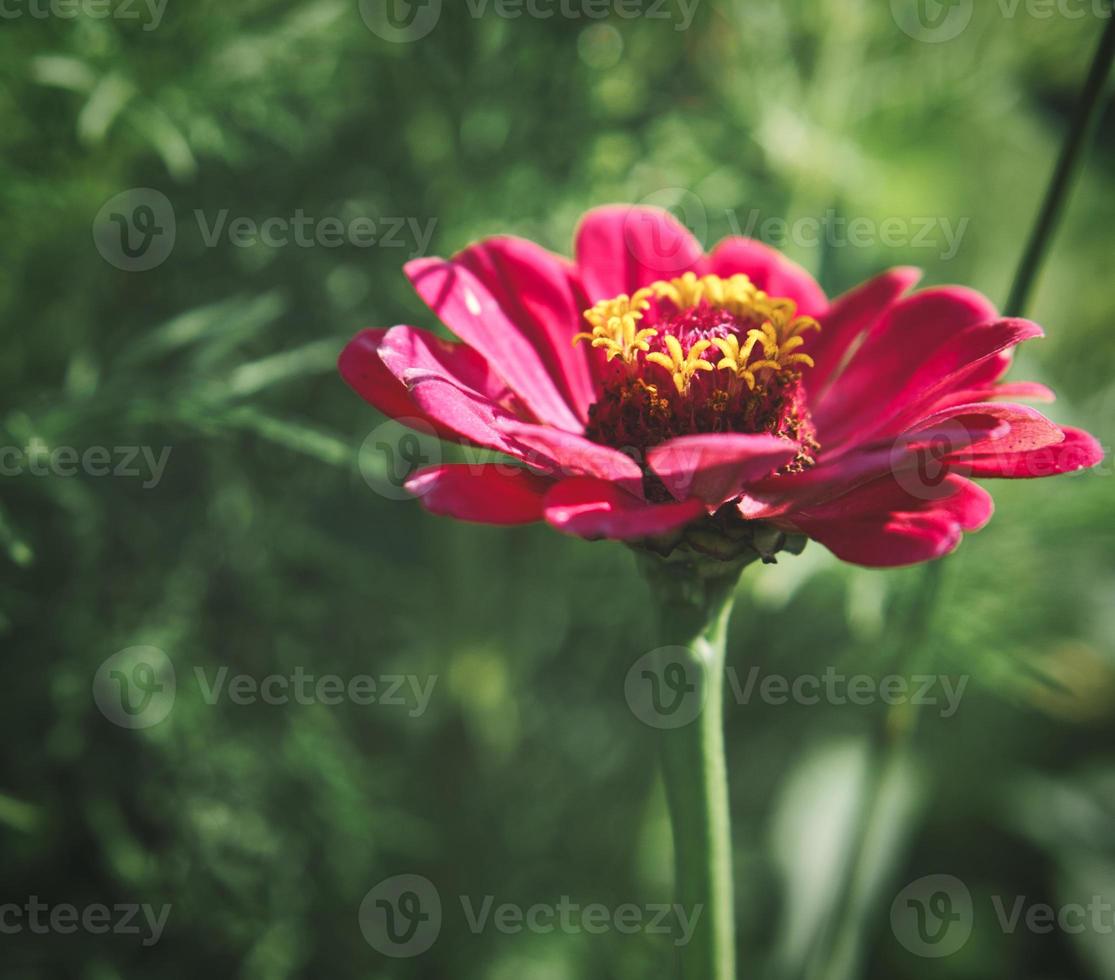Red flower with beautiful petals individually depicted on a flower meadow. photo