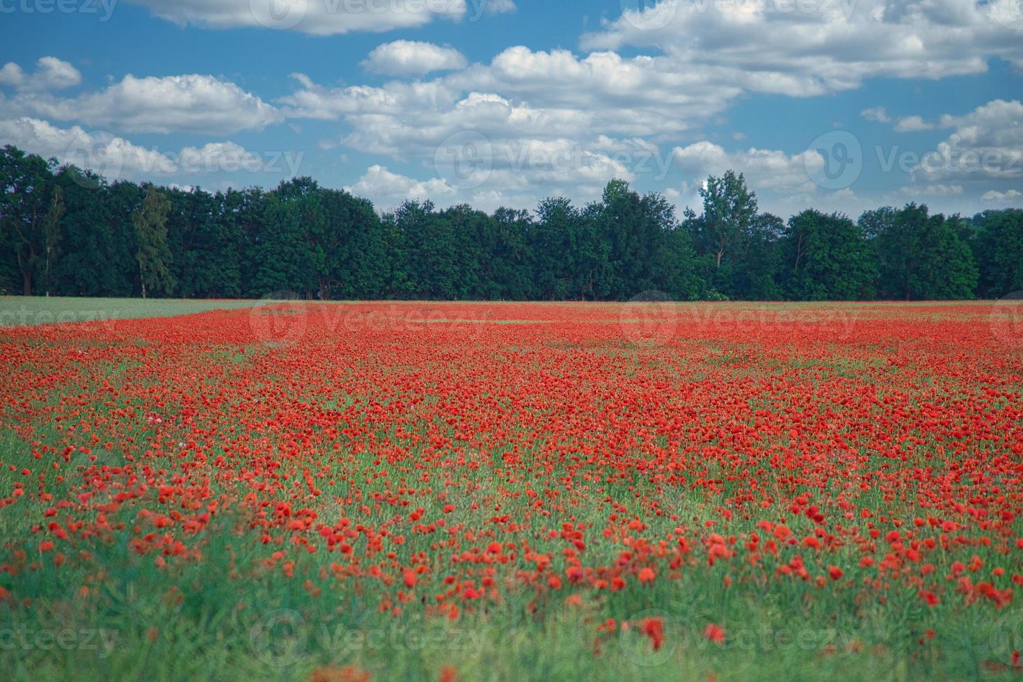 The corn poppy shines in a red blaze of color. The delicate flowers in the cornfield. photo
