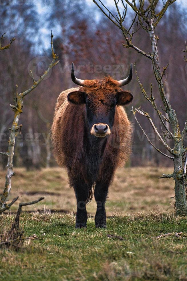 Highland cattle in a meadow. Powerful horns brown fur. Agriculture and animal breeding photo